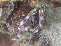 banded coral shrimp