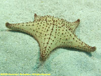 cushion sea star