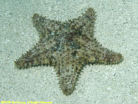 sea star