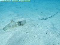 southern stingray