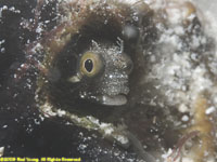 secretary blenny