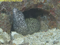 spotted moray