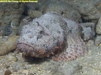 spotted scorpionfish