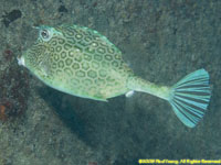 honeycomb cowfish