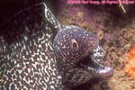 spotted moray