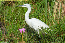 little egret