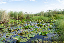 wetland