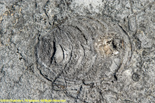 fossil