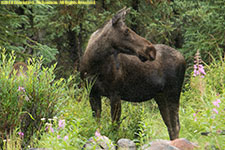 cow moose