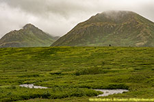 above treeline