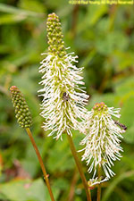 flowers with insects