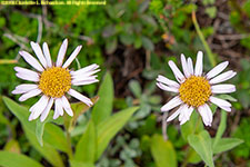 daisies