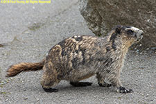 marmot