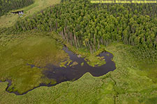 beaver lodge and swans