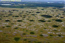 wet meadow