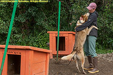 hugging a dog