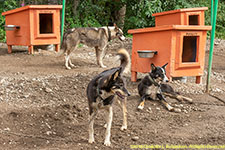 dog houses