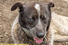 odd-eyed dog