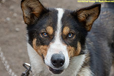 dog closeup