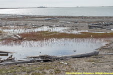 driftwood