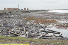 driftwood