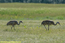 sandhill cranes