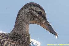 duck closeup