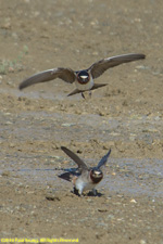 swallows