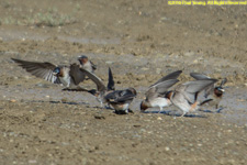 swallows