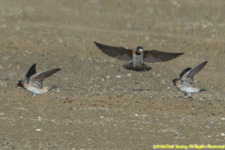 swallows