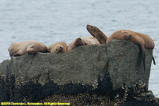 Stellar sea lions