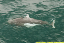 Dall porpoise