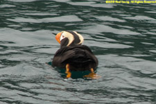 tufted puffin