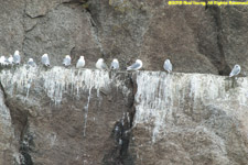 kittiwakes