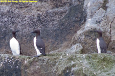 murres