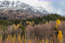 foliage and snow