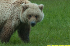 bear closeup