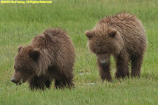 two bears