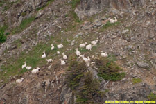 Dall sheep