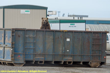 bear in trash bin