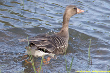 goose