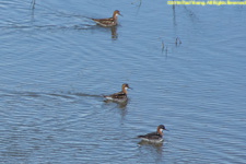 phalaropes