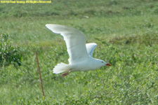 gull