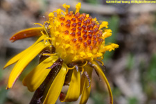 flower head