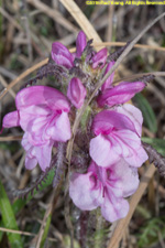 flower spike