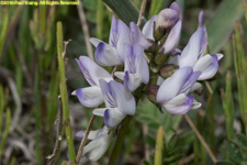 flower spike