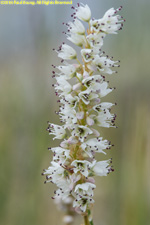 flower spike