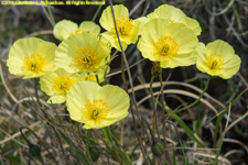 Alaska poppies