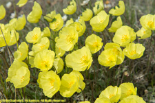 Alaska poppies