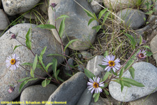 daisies